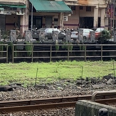 Nycticorax nycticorax