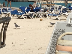 Leucophaeus atricilla