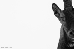 Capra pyrenaica victoriae