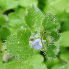 Veronica hederifolia