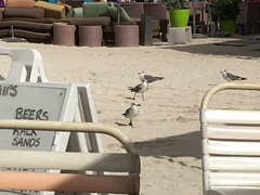 Leucophaeus atricilla