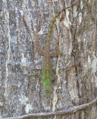 Anolis ignigularis