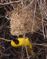 Ploceus intermedius cabanisii