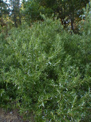 Salix tracyi