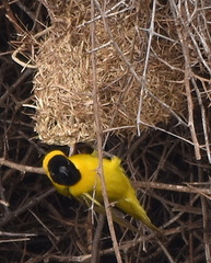 Ploceus intermedius cabanisii
