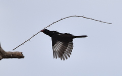 Bubalornis niger niger