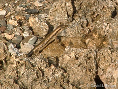 Emoia atrocostata