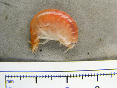 Anonyx