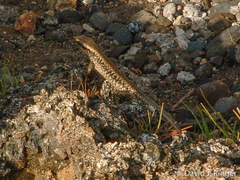 Emoia atrocostata