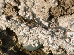 Emoia atrocostata