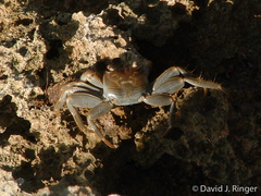 Geograpsus crinipes