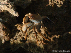 Geograpsus crinipes