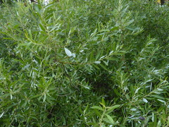 Salix tracyi