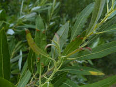 Salix tracyi