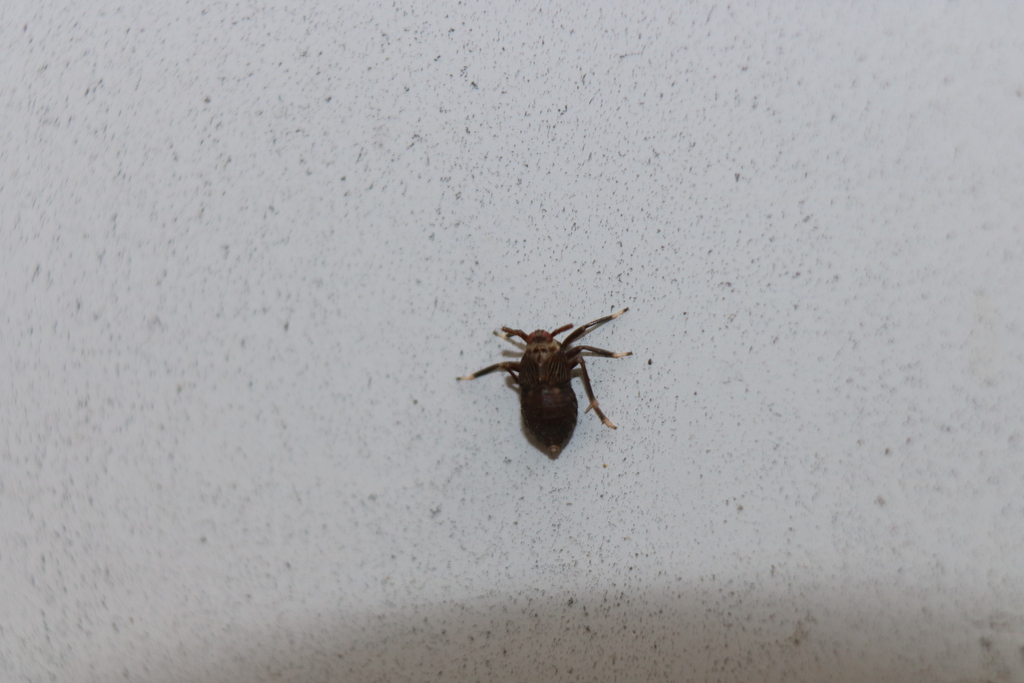 Pissonotus aphidioides