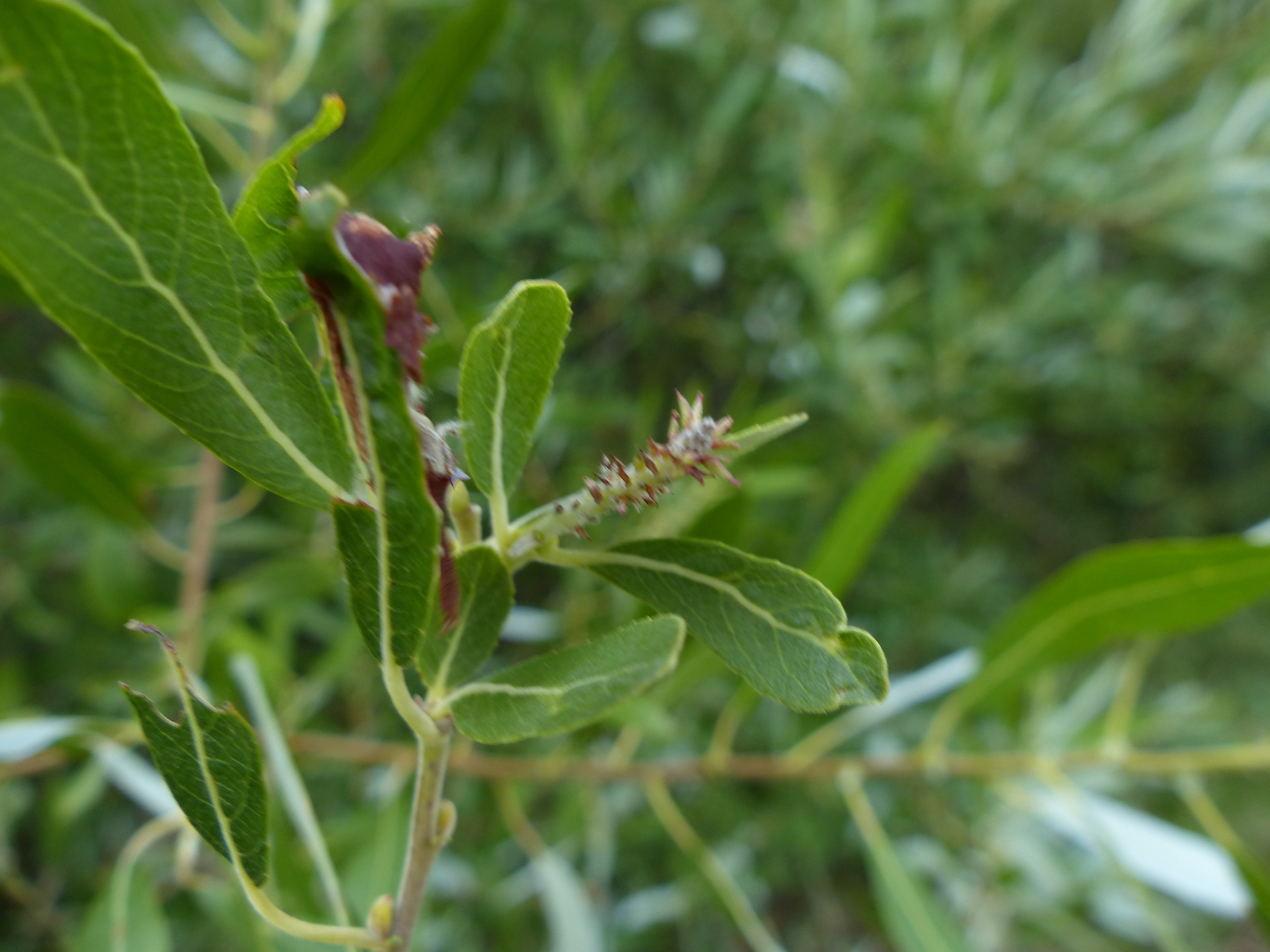 Salix tracyi