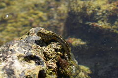 Montano's Rockskipper photo 3