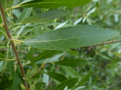 Salix tracyi