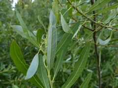 Salix tracyi