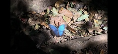 Morpho helenor narcissus