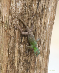 Anolis ignigularis