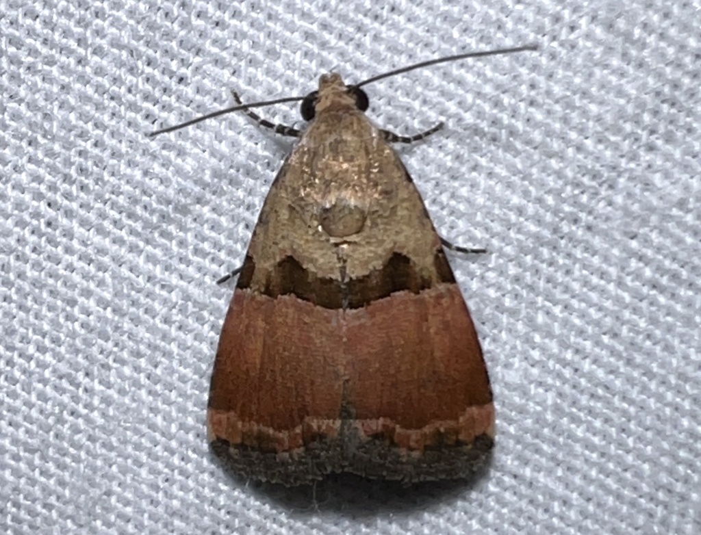 Pseudozarba expatriata