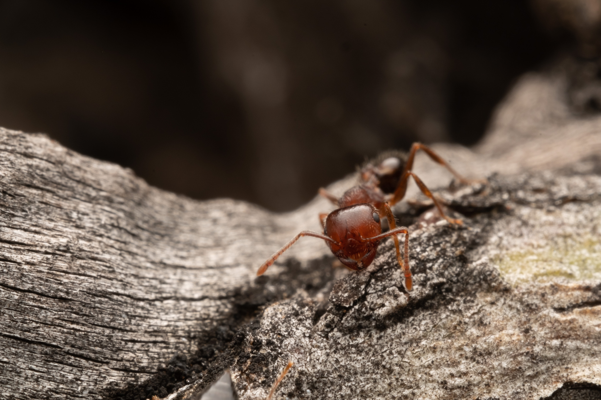 Crematogaster frivola