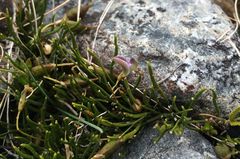 Carmichaelia uniflora