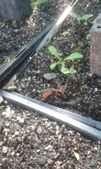 Cryptocheilus australis