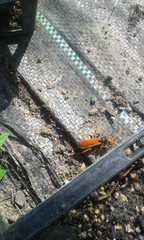 Cryptocheilus australis