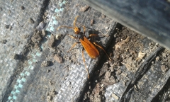 Cryptocheilus australis