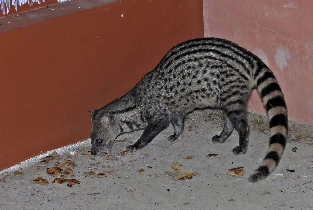 Small Indian Civet From Bhuj Gujarat India On August 31 2022 At 11   Large 