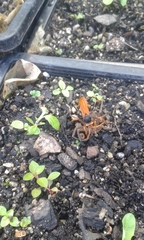 Cryptocheilus australis