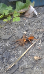 Cryptocheilus australis