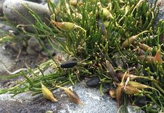 Carmichaelia uniflora