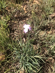 Dianthus basuticus