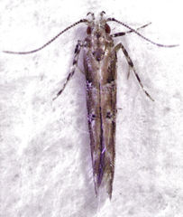 Pyroderces aellotricha