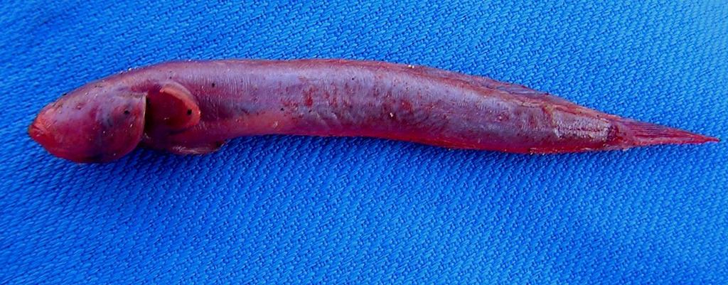 Scaleless worm eelgoby (Caragobius urolepis) — Gobiidae