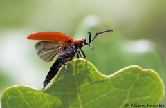 Lycus sanguinipennis