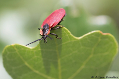 Lycus sanguinipennis