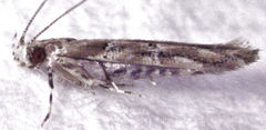 Pyroderces aellotricha