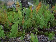 Arthropteris orientalis image