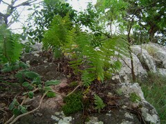 Arthropteris orientalis image