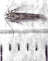 Pyroderces aellotricha