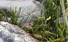 Carmichaelia uniflora