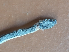 Pareas margaritophorus