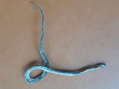 Pareas margaritophorus