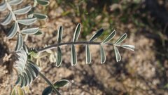 Astragalus aridus