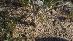 Astragalus aridus