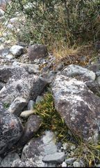 Carmichaelia uniflora